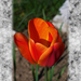 tulipán, vérnarancs