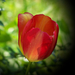 tulipán, visszafogott elegancia pirosban
