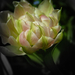 tulipán, zöld-fehér rózsatulipán