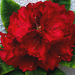 rhododendron, nahát-ez a vörös