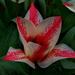 tulipán, pirossal fröcskölt