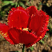 tulipán, szabdalt szirmú cirmos