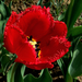 tulipán, szabdaltszélű piros