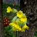 vadvirágok, kankalin-sárga