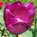 tulipán, poros de nem piszkos