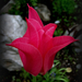 tulipán, erős rózsaszínű hegyes