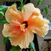 hibiscus, a doppingolt
