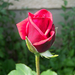 rózsa, vörösnek bimbója