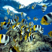 butterflyfish-undersea-xl (Medium)