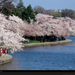 cherry-blossom-festival-basin-387699-xl (Medium)