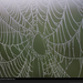 dew-spider-web-698720-xl (Medium)