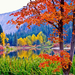 fall-leaves-earthscapes-xl (Medium)