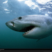 great-white-shark-gansbaai-703796-xl (Medium)