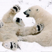 polar-bear-cubs-playing-081309-xl (Medium)