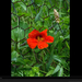 red-nasturtium-018pc08atd1gst065-xl (Medium)