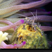 spotted-cleaner-shrimp-991621-xl (Medium)