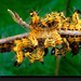 yellow-caterpillars-grall-1020811-xl (Medium)