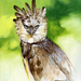 harpy-eagle