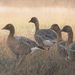 index-pink-footed-geese-220