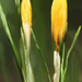 yellowcrocus