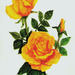 yellow rose 001.313173227