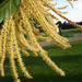 Chestnut flowers (Medium)