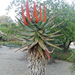 aloe ferox2 (Medium)