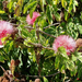 calliandra (Medium)