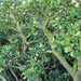 jade plant foliage (Medium)