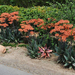 aloe striata