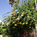 orange bougainvillea