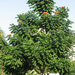 African-Tulip-Tree lg (Medium)