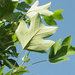 tuliptree leaf underside (Medium)