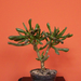 Crassula ovata monstrosa