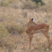 Kenya Tsavo Easet kelet nemzeti park (128)