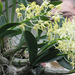 orhideák2010 011