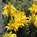 Lilium Butter Pixie -  Sárga virágú liliom