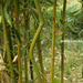 Kínai aranycsíkos bambusz - Phyllostachys aureosulcata