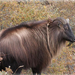 himalayan tahr (Medium)