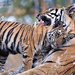 Tigers ON07 3 (Medium)