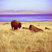 Buffalo-Herd-Resting-900x589