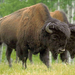 Pair-Of-Buffalo-1024x768