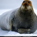 bearded-seal-close-up-63260-sw (Medium)