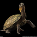 bog-turtle-1198158-081509-sw (Medium)