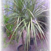 26Dracena (Medium)