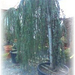 cedrus (Medium)