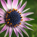 800px-Unknown-flower-awaiting (Medium)