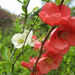 Japanese quince (Medium)