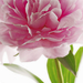 00651-pink peony 115x175