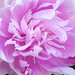 Peony closeup